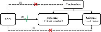 Exploring the Causal Effects of Circulating ST2 and Galectin-3 on Heart Failure Risk: A Mendelian Randomization Study